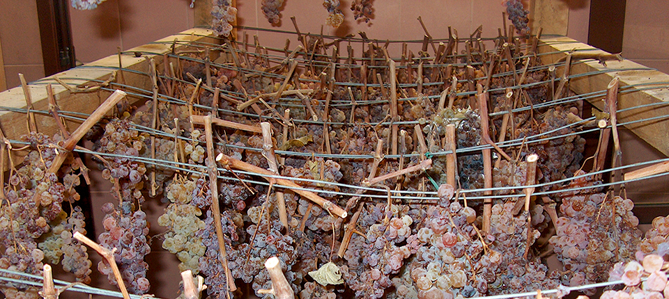 Drying grapes