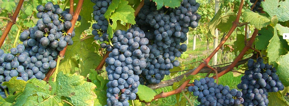 Travaglini grapes