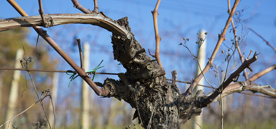 70year old vine