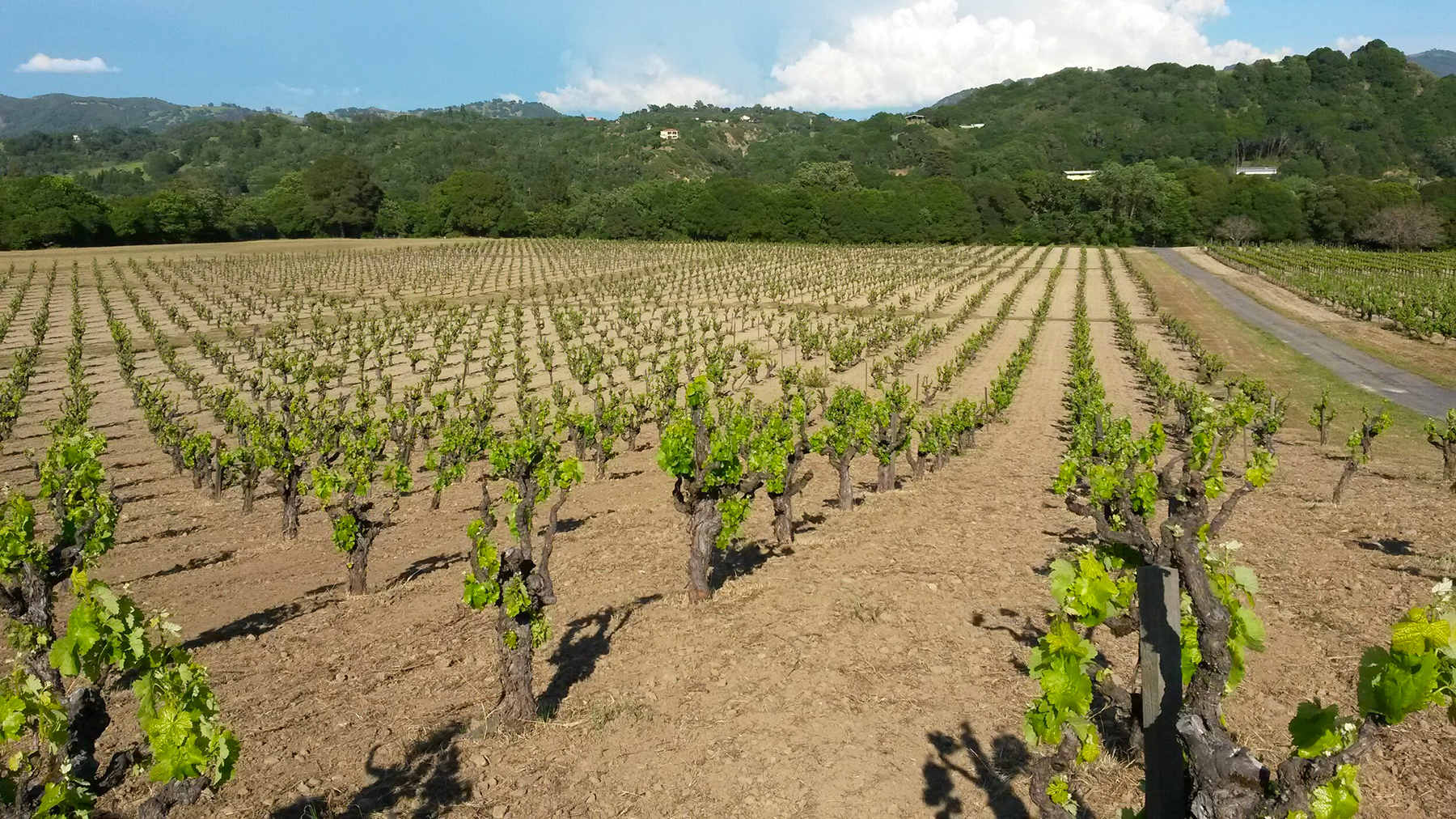 Nube Bianco Vineyard i Potter Valley. foto © produsenten